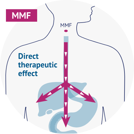 Graphic explaining how BAFIERTAM is the active metabolite MMF, unlike the other oral fumarates.